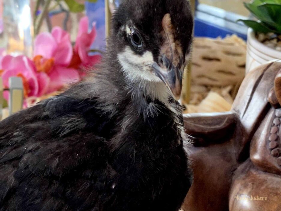 Midnight Majesty Marans
