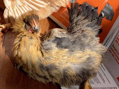 sunbathing chicken