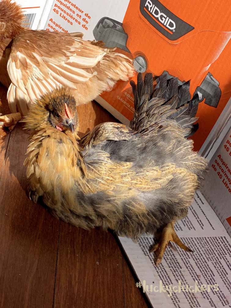 sunbathing chicken
