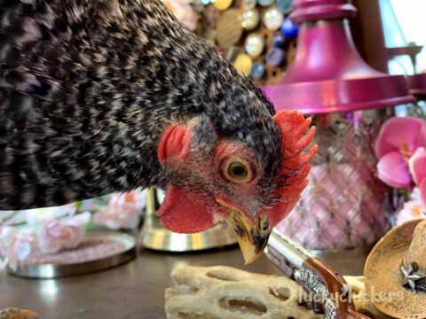 melba rooster