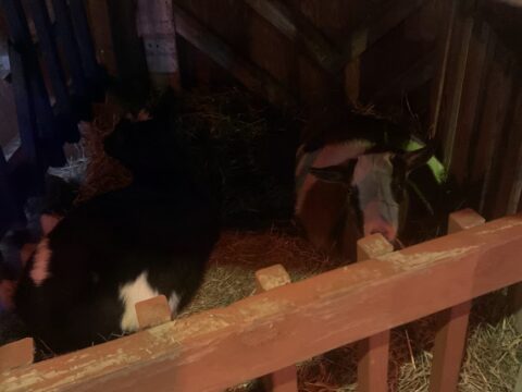 goats in the hay bin