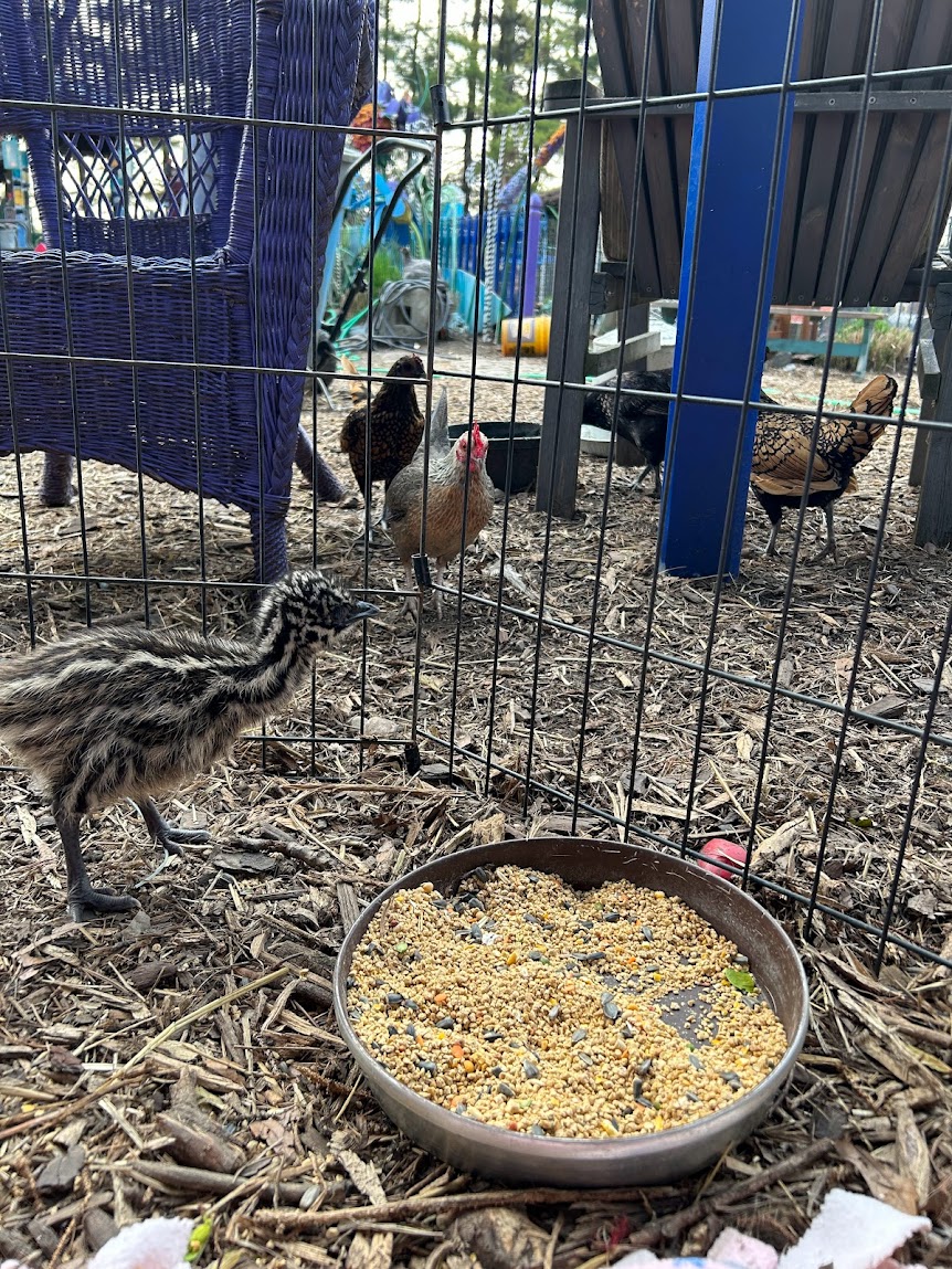 What is the best diet for a pet emu? - Legendary Acres Hobby Farm