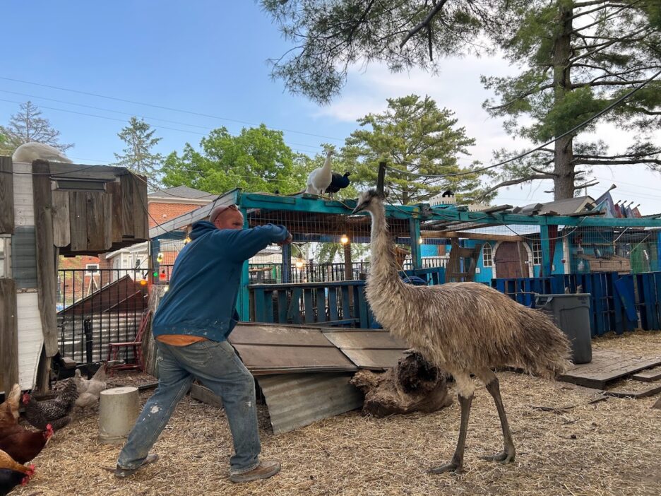 All About Emu Sounds – Emu chirping, humming, drumming and grunting