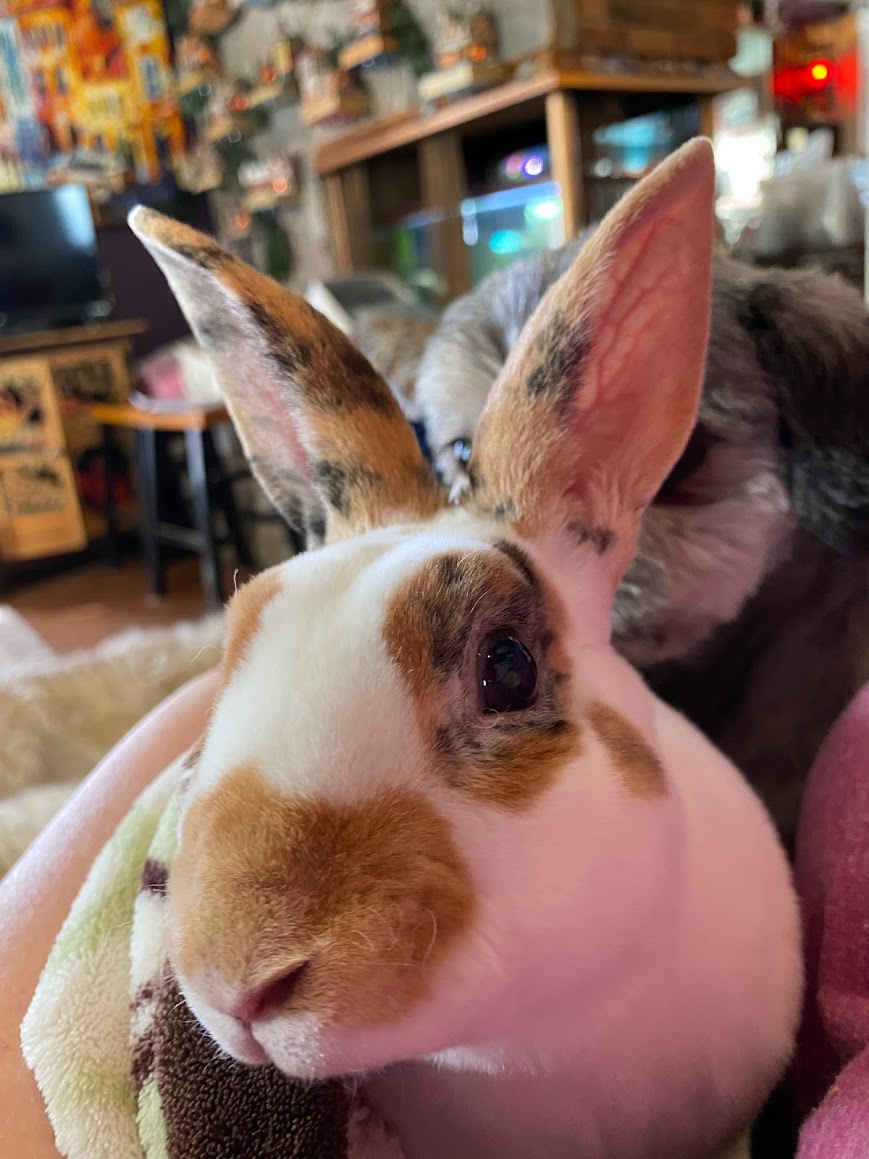 Here are some fun and interesting facts about Mini Rex Rabbits 🐇 ...
