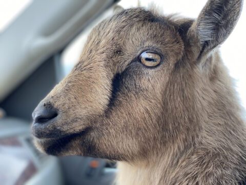 Rescue Nigerian Dwarf goat Odie looking out the car window during his ride home to Legendary Acres.
