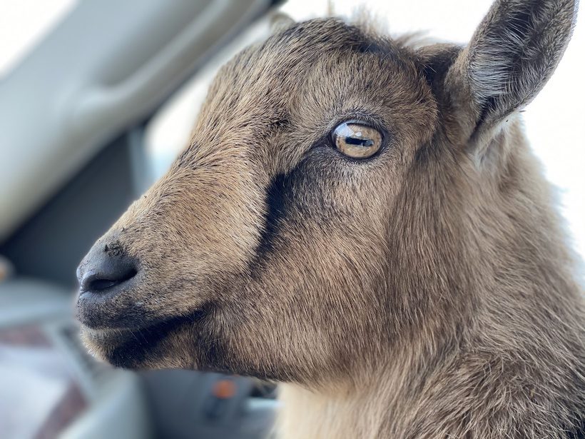 Rescue Nigerian Dwarf goat Odie looking out the car window during his ride home to Legendary Acres.
