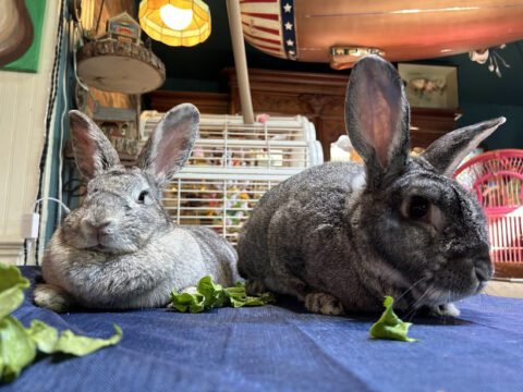 Two American Chinchilla rabbits happily eating fresh leafy green lettuce at Legendary Acres Animal Rescue.