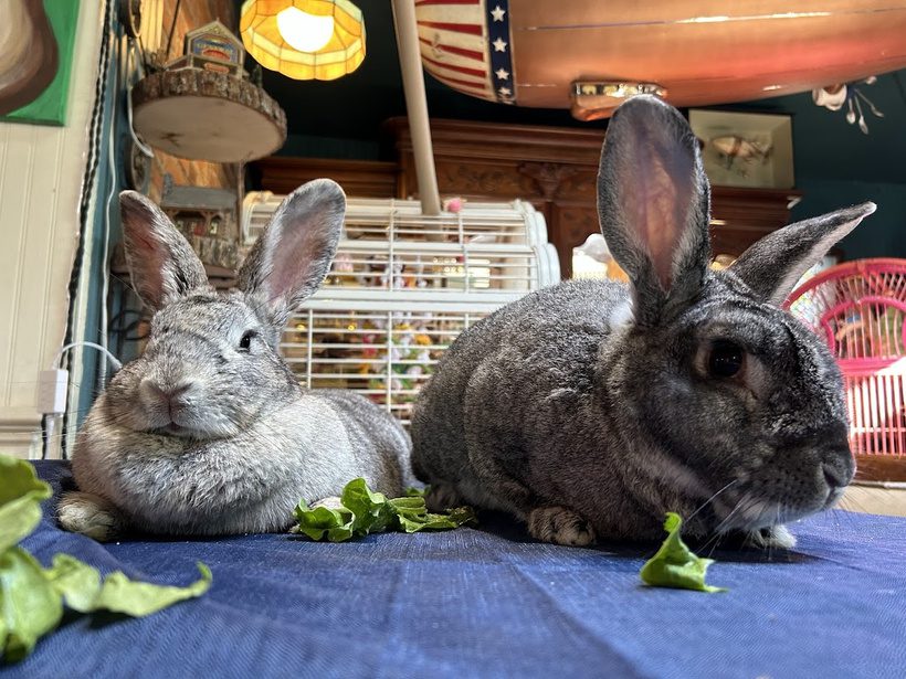 Two American Chinchilla rabbits happily eating fresh leafy green lettuce at Legendary Acres Animal Rescue.