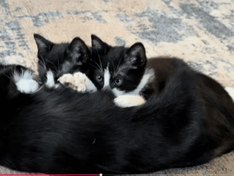 Mama Socks resting closely with her rescue tuxedo kittens on a living room rug at Legendary Acres.