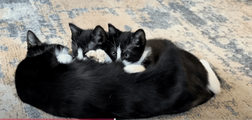 Mama Socks resting closely with her rescue tuxedo kittens on a living room rug at Legendary Acres.