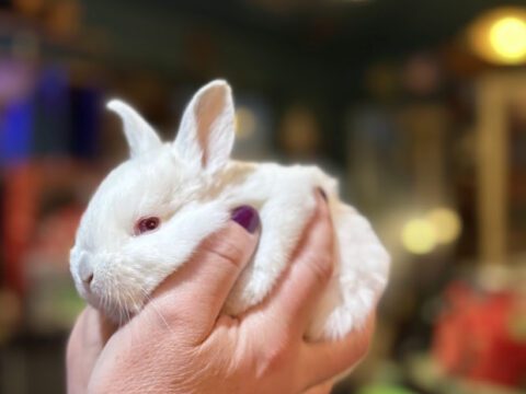 A tiny white red eyed white american chinchilla baby bunny being held gently in a person's hands at Legendary Acres.