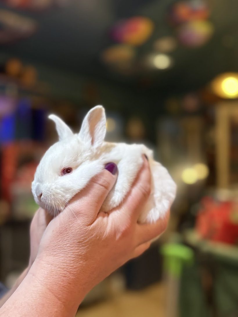 A tiny white red eyed white american chinchilla baby bunny being held gently in a person's hands at Legendary Acres.