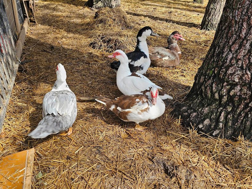 A flock of rescued Muscovy ducks resting on straw bedding near a pine tree at Legendary Acres.