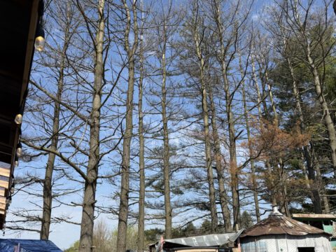 A row of tall, dead pine trees towering over the animal pens and a vintage farm truck at Legendary Acres.