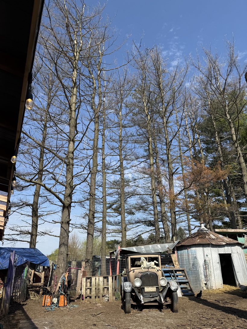 A row of tall, dead pine trees towering over the animal pens and a vintage farm truck at Legendary Acres.