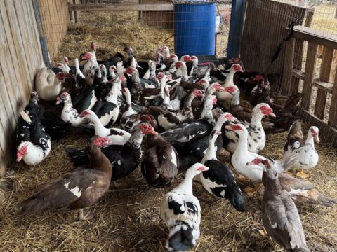 A large flock of rescued Muscovy ducks packed closely together in a straw-bedded holding area at Legendary Acres.