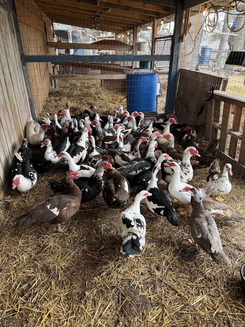 A large flock of rescued Muscovy ducks packed closely together in a straw-bedded holding area at Legendary Acres.