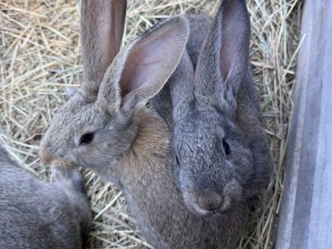 Two Flemish Giant rabbits resting together on hay bedding inside the barn at Legendary Acres.
