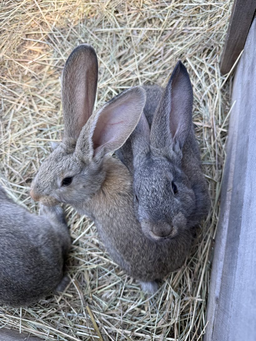 Those EARS though… why are Flemish Giant’s Ears so big? Two Flemish Giant rabbits resting together on hay bedding inside the barn at Legendary Acres.