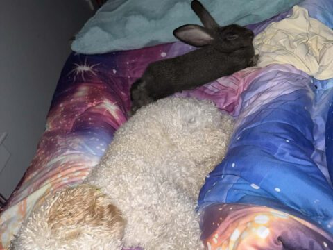 Why this Flemish Giant Bunny is the Ultimate House Companion Peter the Flemish Giant Bunny napping on a colorful bed next to a white poodle companion dog at Legendary Acres.
