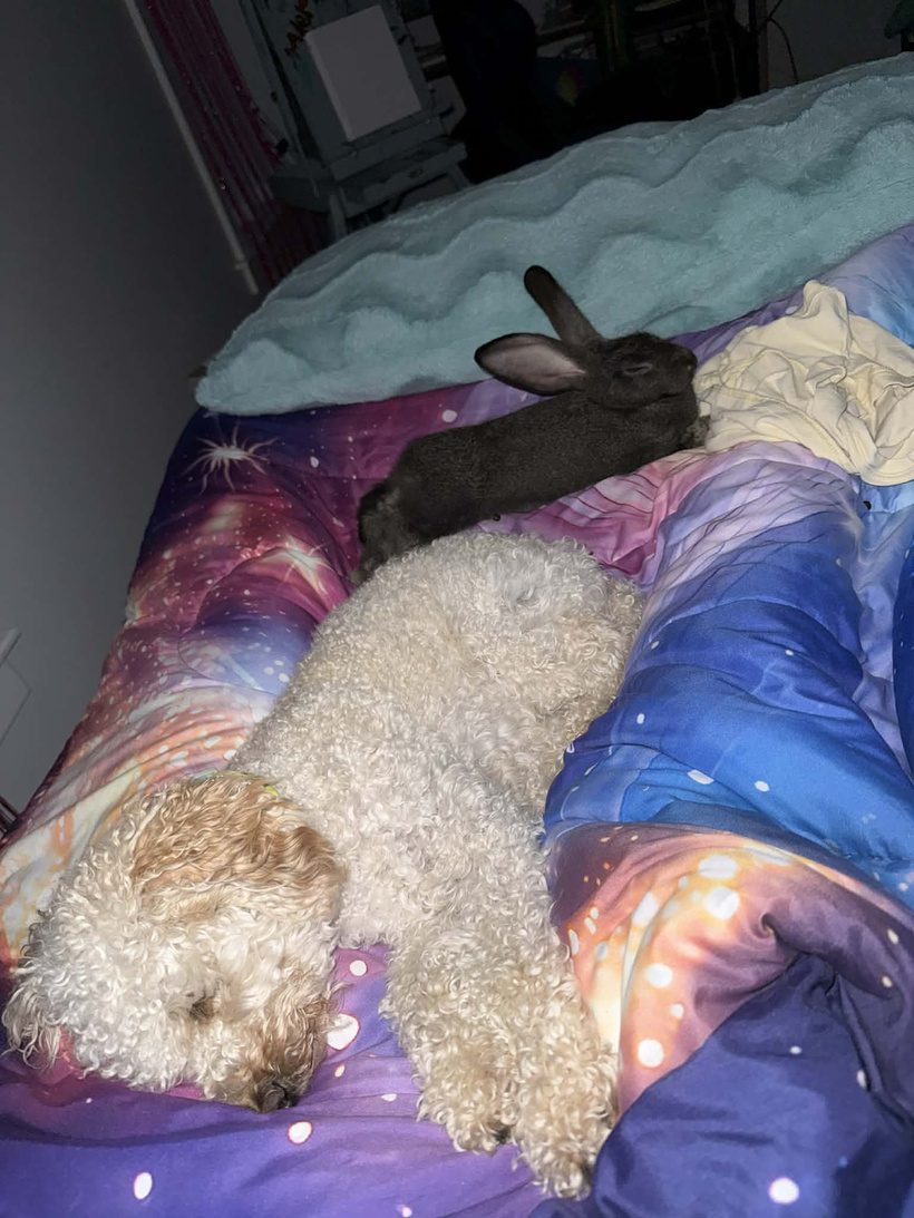 Peter the Flemish Giant Bunny napping on a colorful bed next to a white poodle companion dog at Legendary Acres.