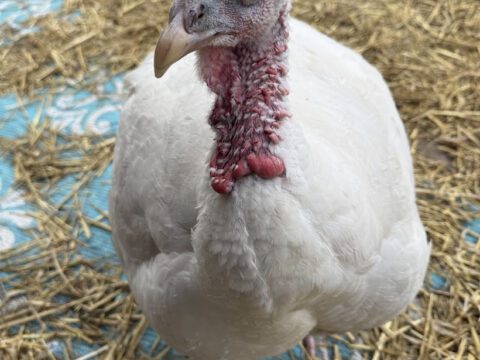 White Dove the rescue turkey standing proudly on fresh straw bedding at Legendary Acres.
