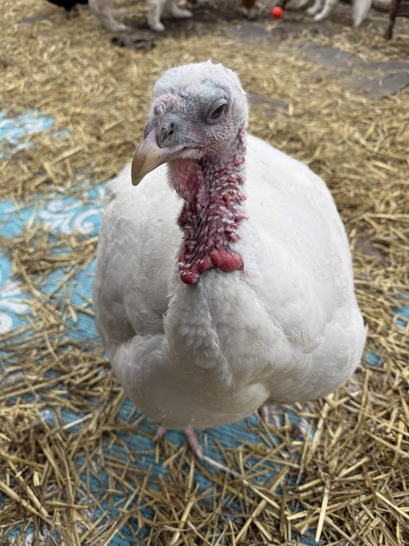 White Dove the rescue turkey standing proudly on fresh straw bedding at Legendary Acres.