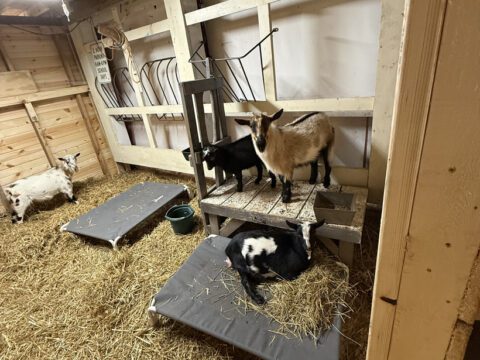 Bucklings and Nigerian Dwarf goats resting on straw bedding inside the barn at Legendary Acres.
