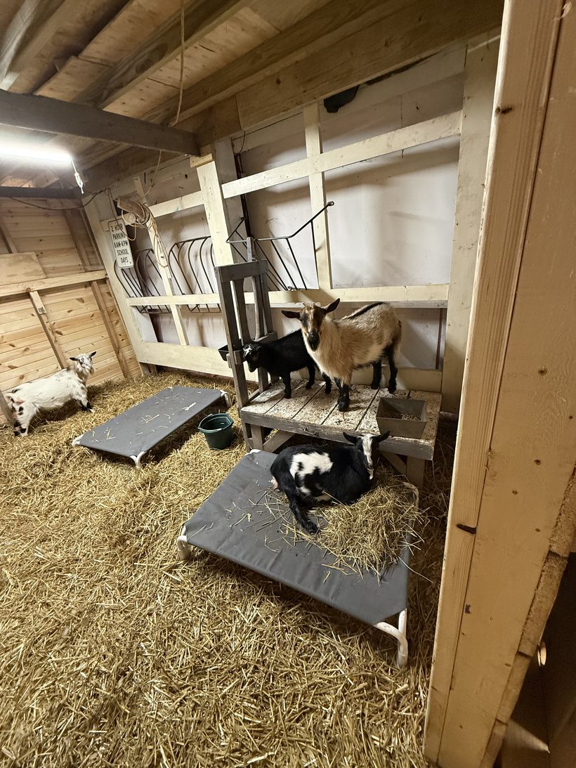 Bucklings and Nigerian Dwarf goats resting on straw bedding inside the barn at Legendary Acres.