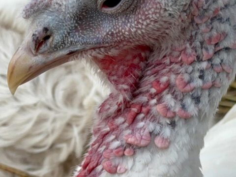 White Dove the rescue turkey standing proudly on fresh straw bedding at Legendary Acres.