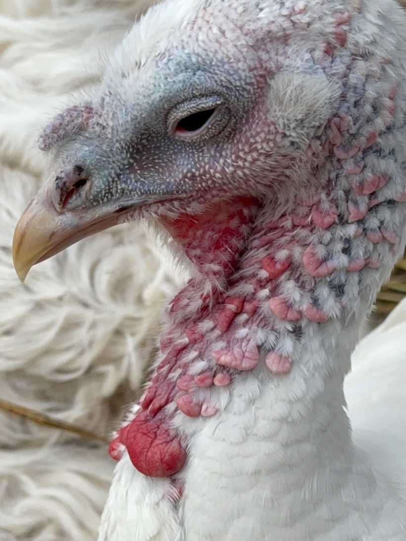 White Dove the rescue turkey standing proudly on fresh straw bedding at Legendary Acres.