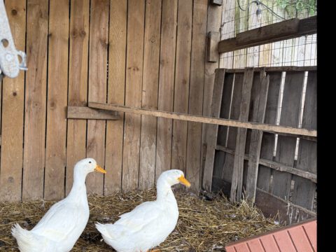 Meet Daisy and Minnie A heartwarming close-up photo of our dedicated volunteer, Mark, wearing a grey Legendary Hobby sweatshirt and smiling next to a beautiful rescue white American Pekin duck. Shot on location in the barn at Legendary Acres Animal Rescue in Howell, Michigan.