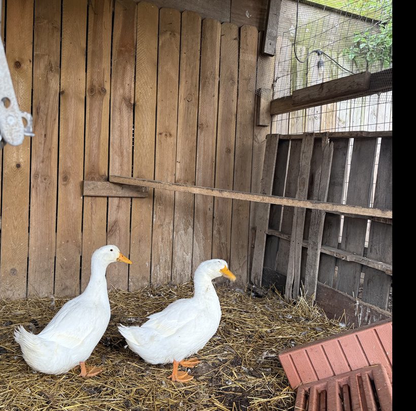 A heartwarming close-up photo of our dedicated volunteer, Mark, wearing a grey Legendary Hobby sweatshirt and smiling next to a beautiful rescue white American Pekin duck. Shot on location in the barn at Legendary Acres Animal Rescue in Howell, Michigan.