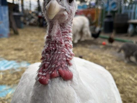 White Dove 🦃✨ | A Rescue Story That Still Gives Us Chills A close-up portrait of White Dove the rescue turkey looking directly forward at Legendary Acres Animal Rescue.