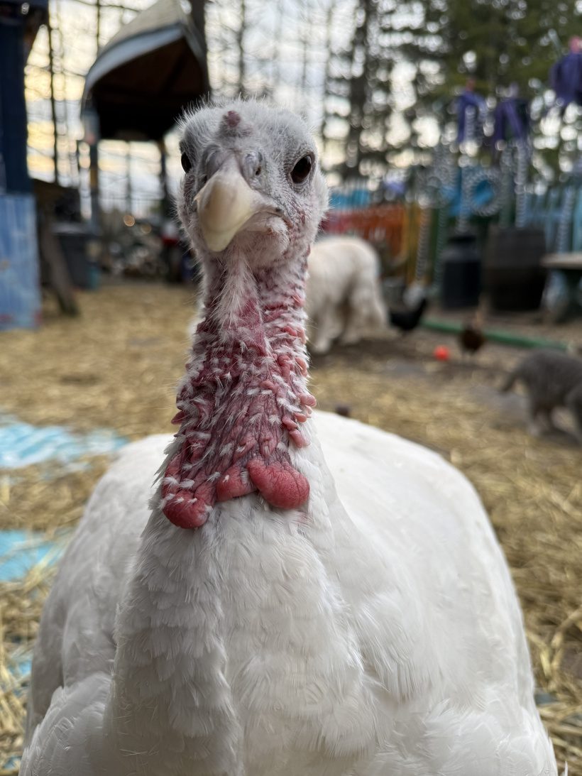 A close-up portrait of White Dove the rescue turkey looking directly forward at Legendary Acres Animal Rescue.