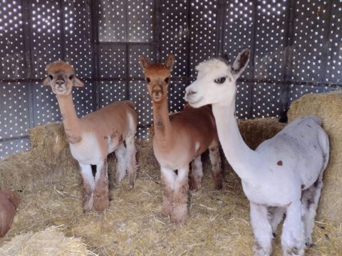 Laurel, Trixie and Matilda with the winning side-eye look! Three freshly shorn rescue Huacaya alpacas, Laurel, Trixie, and Matilda, standing together on straw bedding in the barn at Legendary Acres.