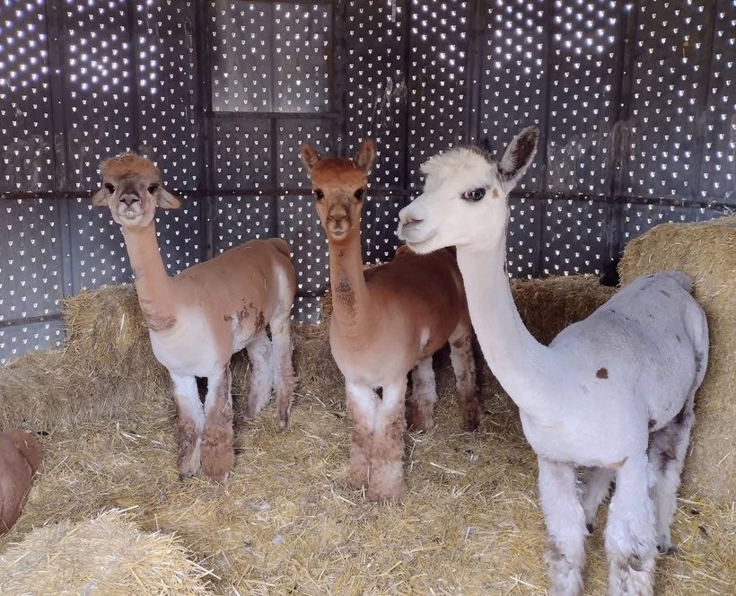 Laurel, Trixie and Matilda with the winning side-eye look! Three freshly shorn rescue Huacaya alpacas, Laurel, Trixie, and Matilda, standing together on straw bedding in the barn at Legendary Acres.