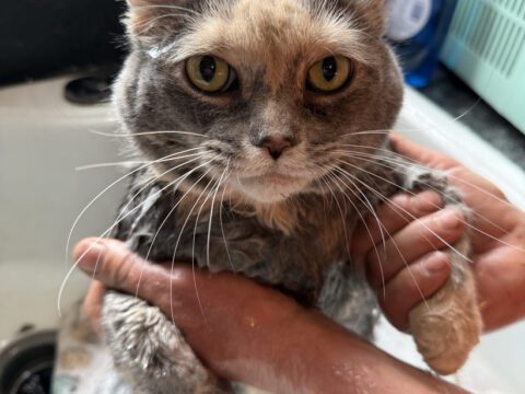Some days are long and others filled with love ❤️ meet Persephone Persephone the rescue tortoiseshell cat looking directly at the camera while getting a bath at Legendary Acres.