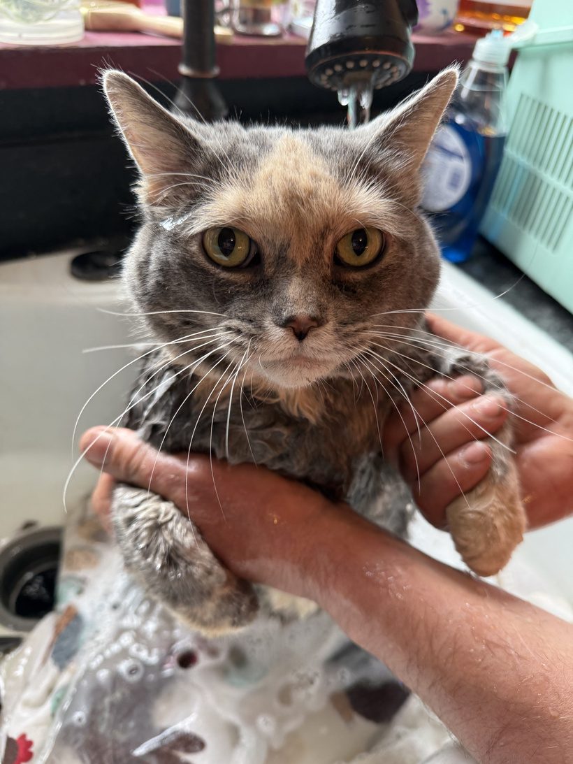 Persephone the rescue tortoiseshell cat looking directly at the camera while getting a bath at Legendary Acres.