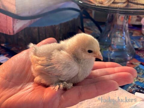 A fluffy yellow newborn baby chick being held gently in an open palm at Legendary Acres Hobby Farm.