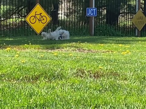 A happy white Golden Retriever named Briggs rolling playfully in the green grass at Legendary Acres Hobby Farm.