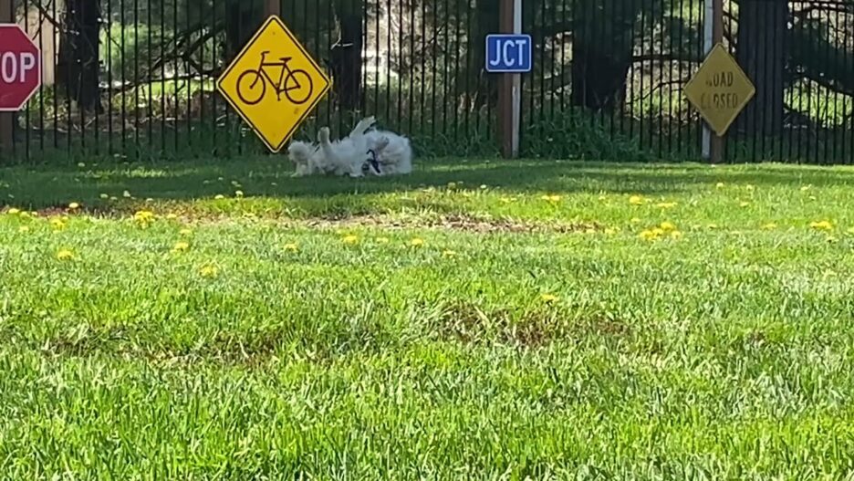 A happy white Golden Retriever named Briggs rolling playfully in the green grass at Legendary Acres Hobby Farm.