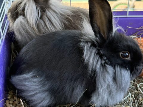 Mini Lion Lop Rabbits (Howell Michigan 48843) Two fluffy rescue Lionhead bunnies resting together on fresh hay at Legendary Acres Animal Rescue.