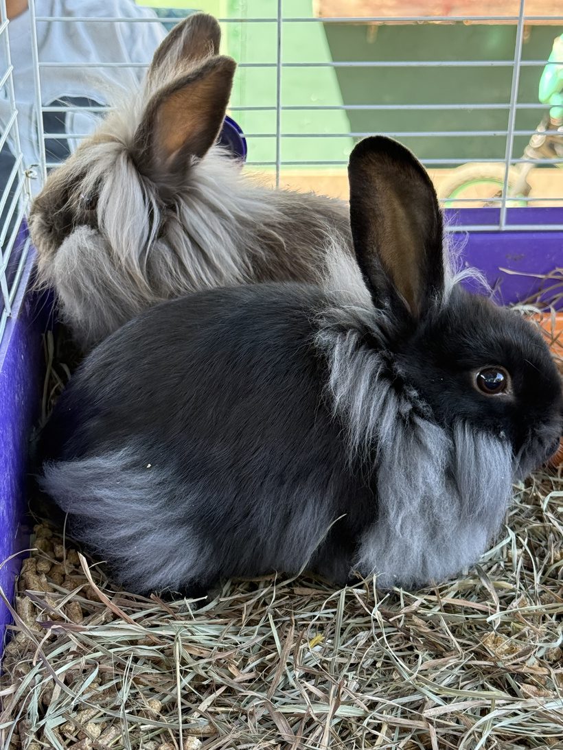 Two fluffy rescue Lionhead bunnies resting together on fresh hay at Legendary Acres Animal Rescue.