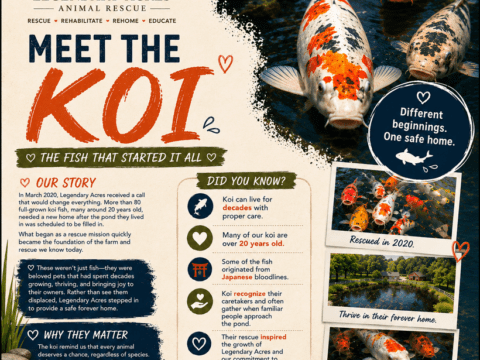MEET THE KOI OF LEGENDARY ACRES ANIMAL RESCUE Meet the Koi graphic infographic explaining the rescue story and facts of the fish that started it all at Legendary Acres Animal Rescue.