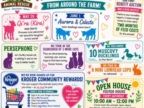 Baby Goats, Rescues & Benefit Success at Legendary Acres Summer newsletter graphic for Legendary Acres Animal Rescue highlighting baby goats, benefit auction success, and visitor hours in Howell Michigan.