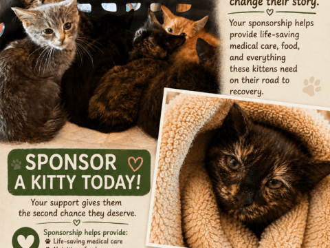 🐾 Tiny Fighters Need Your Help 🐾