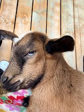 Curious how Nigerian Dwarf goats get those striking blue eyes?