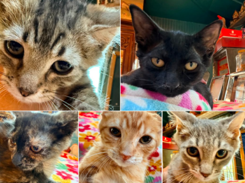 Come meet our Rescue Kittens Ready for Their Forever Homes!