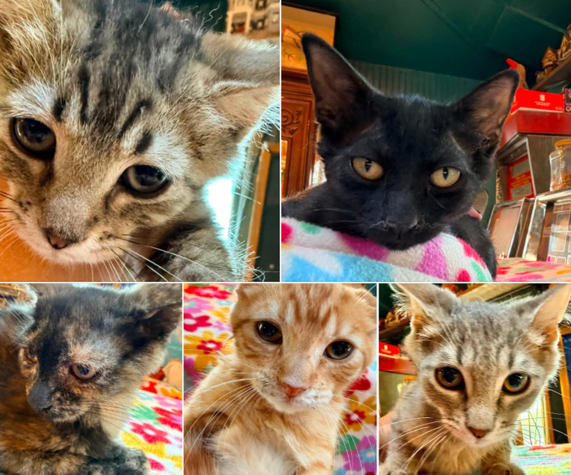 Come meet our Rescue Kittens Ready for Their Forever Homes!
